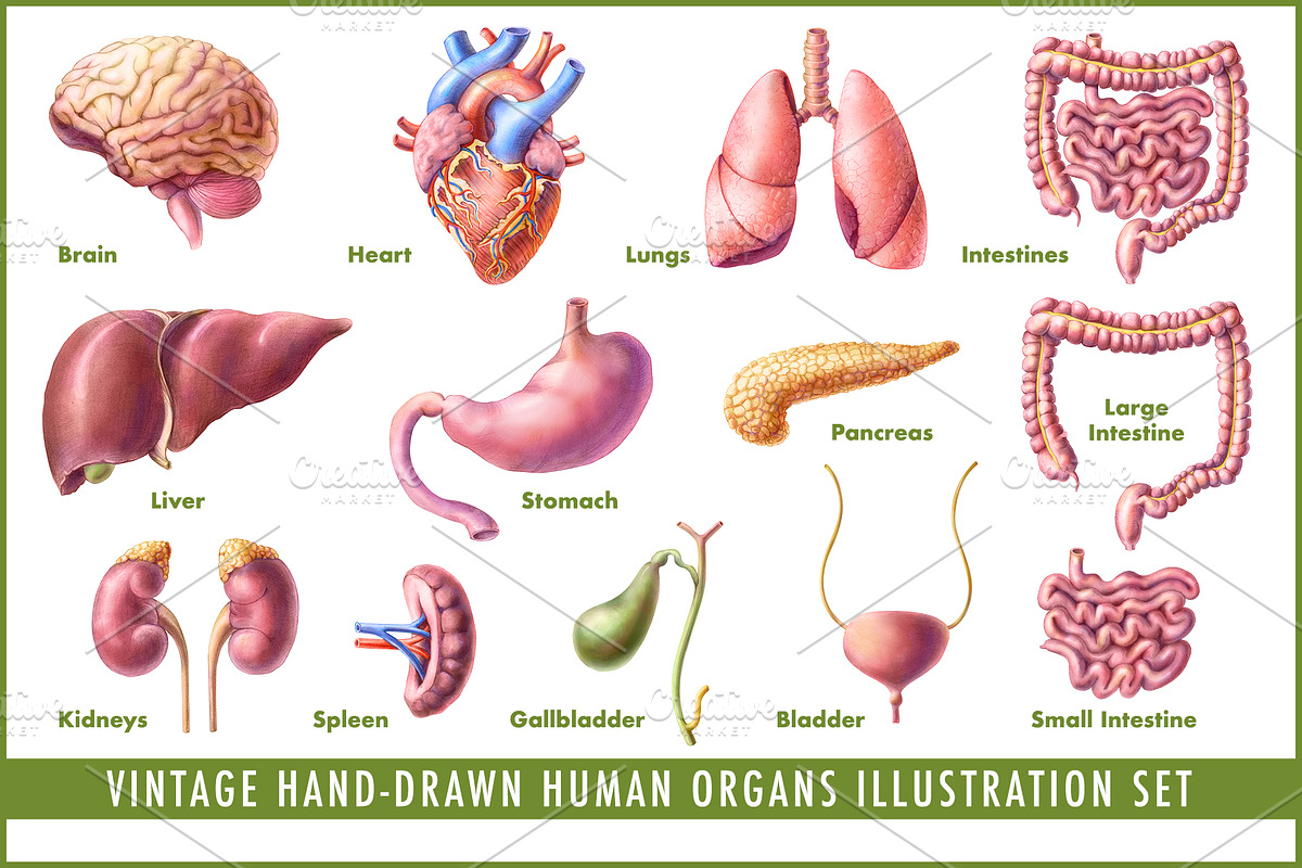 Human Organs Illustration Set, a Healthcare Illustration by Anna Repp Illustration (Photo 1 of 14)