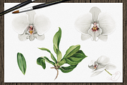 Orchid Watercolor Clip Art, a Decorative Illustration by DioFlow (Thumbnail 3 of 5)