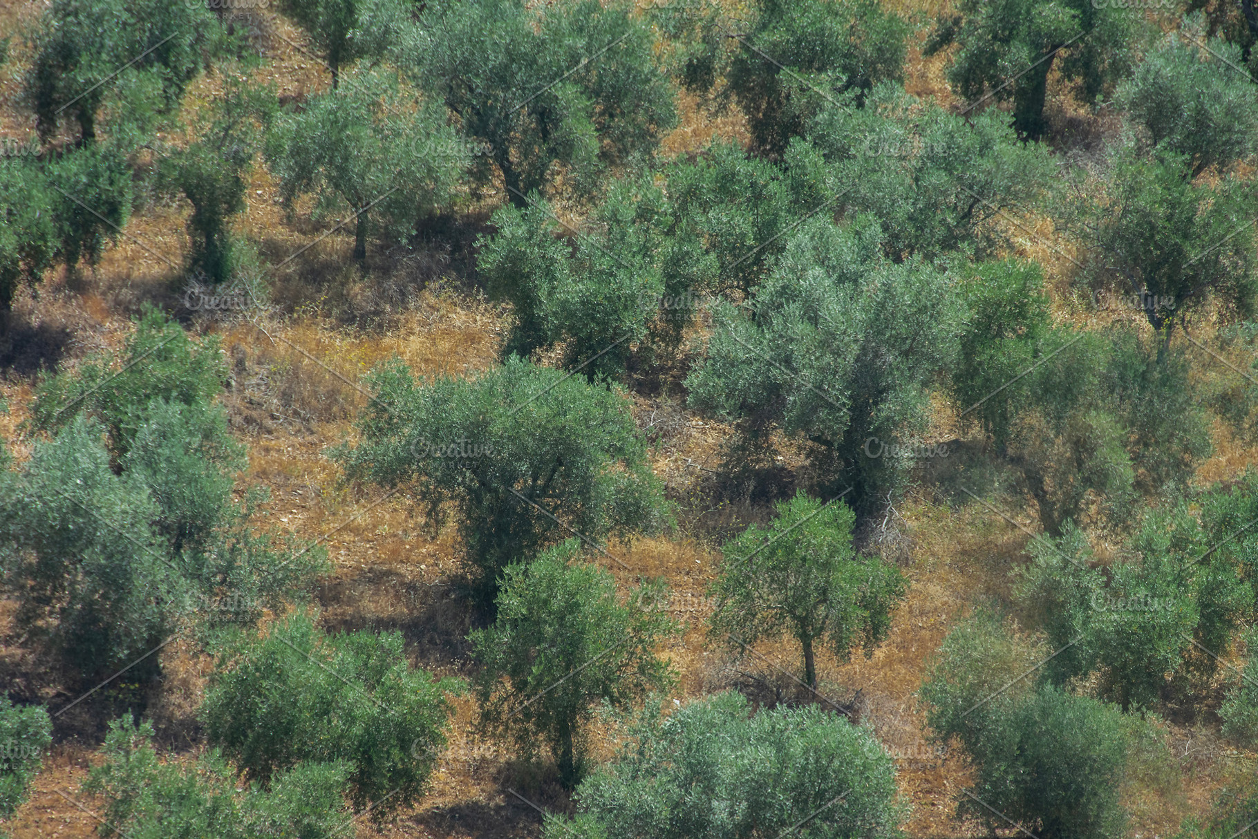 Oak trees on dry countryside field, portugal, a Nature Photo by DanFLCreativo