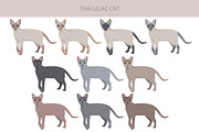 Thai Lilac cat, an Animal Illustration by pet design shop (Thumbnail 2 of 6)