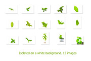 Basil. Isolated on a white., a Photo by Pullia (Thumbnail 3 of 5)