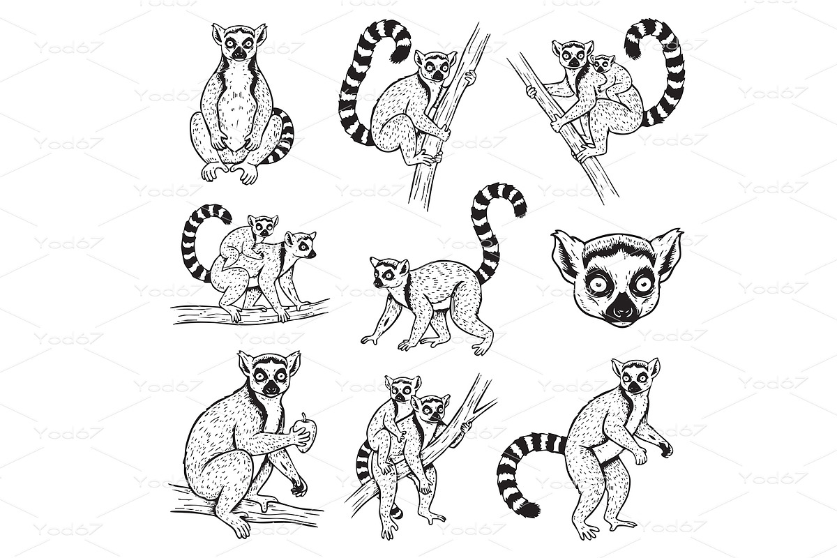 Set of Ring-tailed lemurs in various, an Animal Illustration by yod67