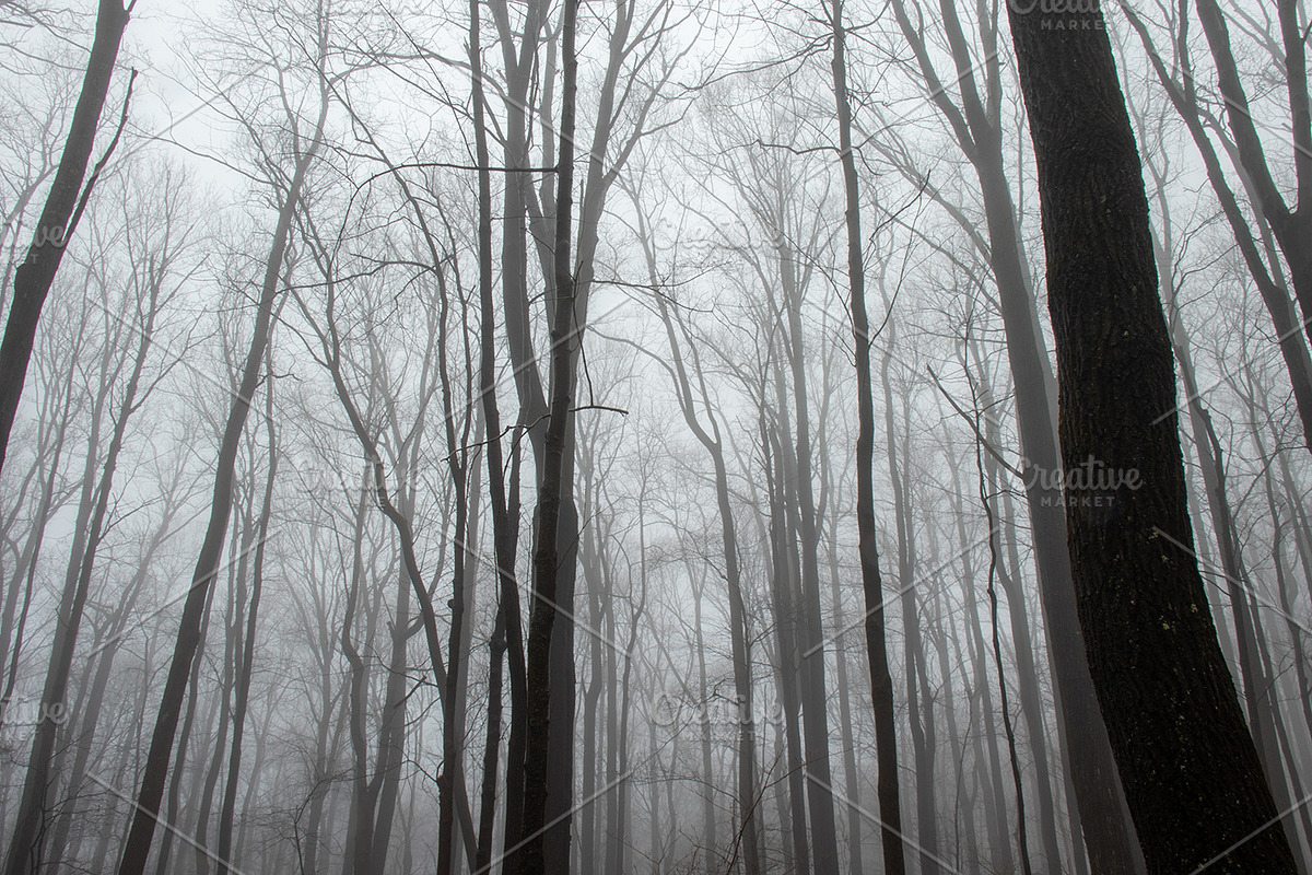 Foggy Photo Bundle, a Nature Photo by Full Circle Design Studio (Photo 7 of 8)