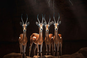 Savannah Animals Pack 200+ Images, an Animal Photo by Virgo Studio (Thumbnail 2 of 7)