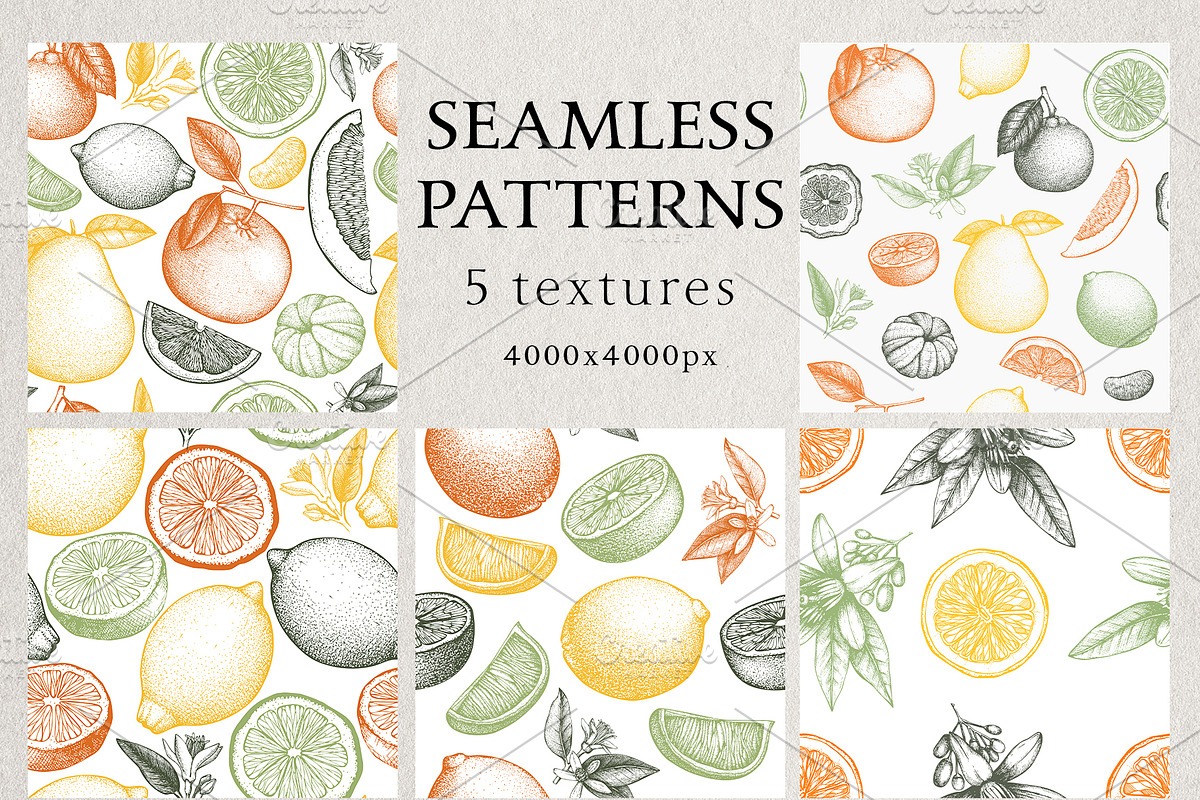 Vector Citrus Fruit Sketch Set, a Food Illustration by Yevheniia (Photo 5 of 6)