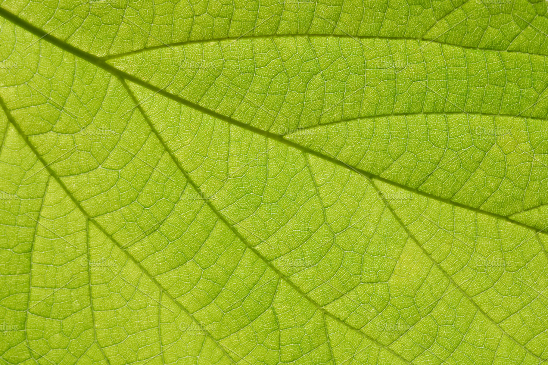 Green leaf containing abstract, background, and bright