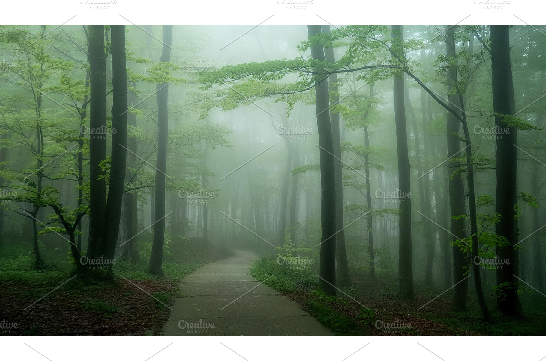Foggy forest path surrounded by tall, a Nature Photo by Igor Tichonow