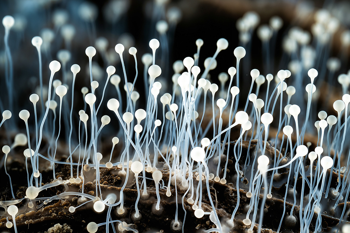 72 Microscopic Fungi Backgrounds, a Background Graphic by h.utomo (Photo 27 of 72)