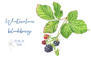 Watercolour Blackberry, an Illustration by Botanical Art Shop (Thumbnail 1 of 2)