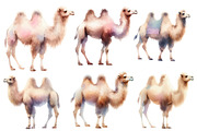 Watercolor Camel clipart, an Illustration by Designworld (Thumbnail 4 of 5)