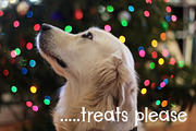 Christmas Puppies Font Pair, a Serif Font by Tu Neuwin (Thumbnail 7 of 9)