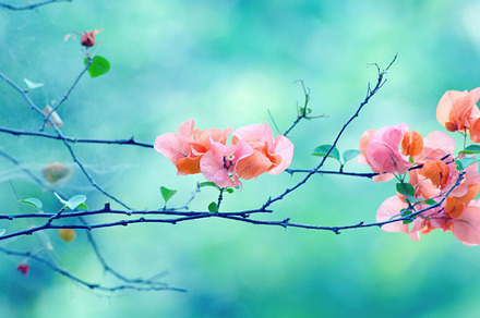 Pink flowers stock photo, a Nature Photo by K_Srinivas