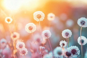 Dandelions on a meadow in sunset, a Nature Photo by MistyDay