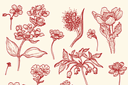 Engraved Botanicals, a Decorative Illustration by dariikos (Thumbnail 4 of 5)