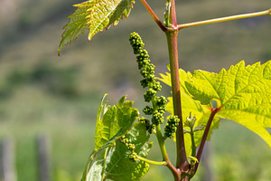 Young inflorescence of grapes growing on vine branch in vineyard, a Nature Photo by Antonio Gravante Market