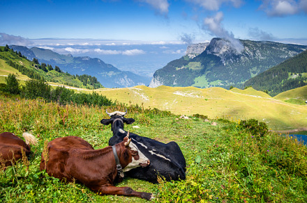 Cows in a mountain field. The Grand-Bornand, France, an Animal Photo by GoodGoods