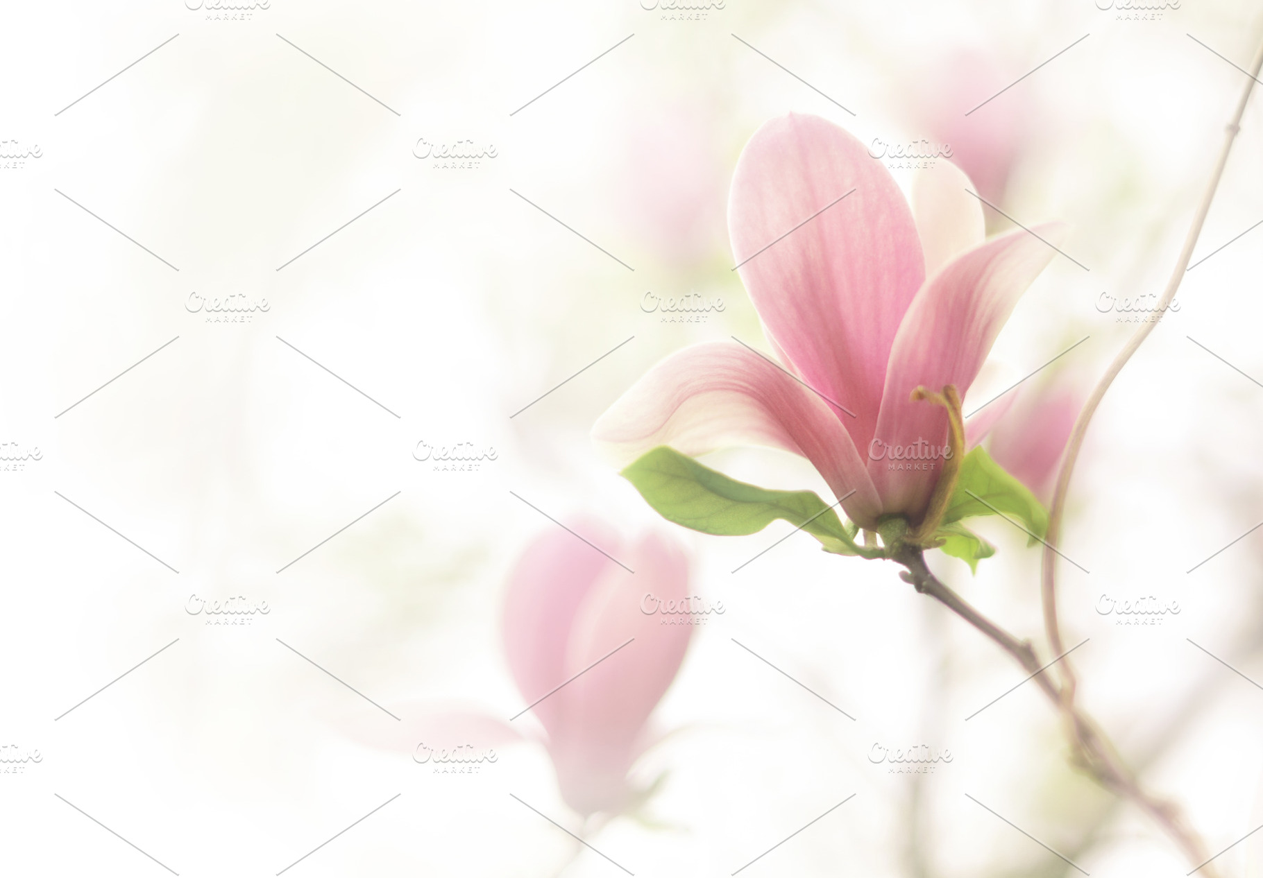 Spring vintage flowers magnolia containing antrisolja, nature, and magnolia, a Nature Photo by Antrisolja Photography