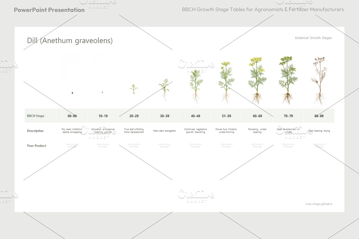 BBCH Growth Stages, Leafy & Herbs, a Presentation Template by Ilia Design (Photo 5 of 9)
