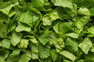 Fresh chopped iceberg lettuce, a Food & Drink Photo by professorinc