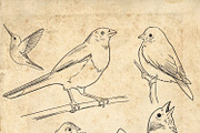 Vector Bird Line Art Illustrations, an Illustration by MyNatureGraphics (Thumbnail 2 of 4)