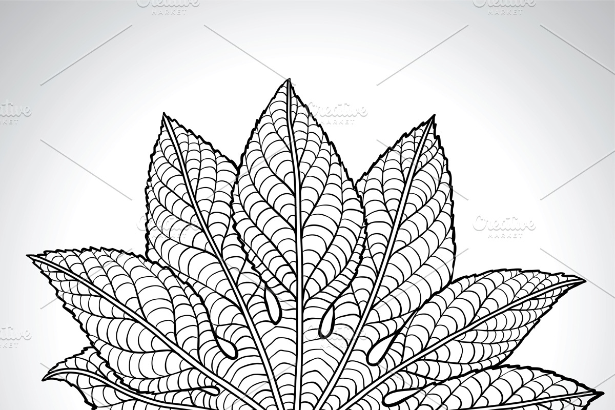 Natural macro leaves.