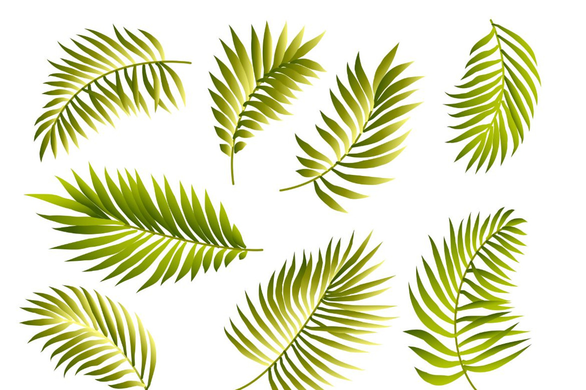 Palm leaves vector set, a Decorative Illustration by MalinaShop (Photo 2 of 3)