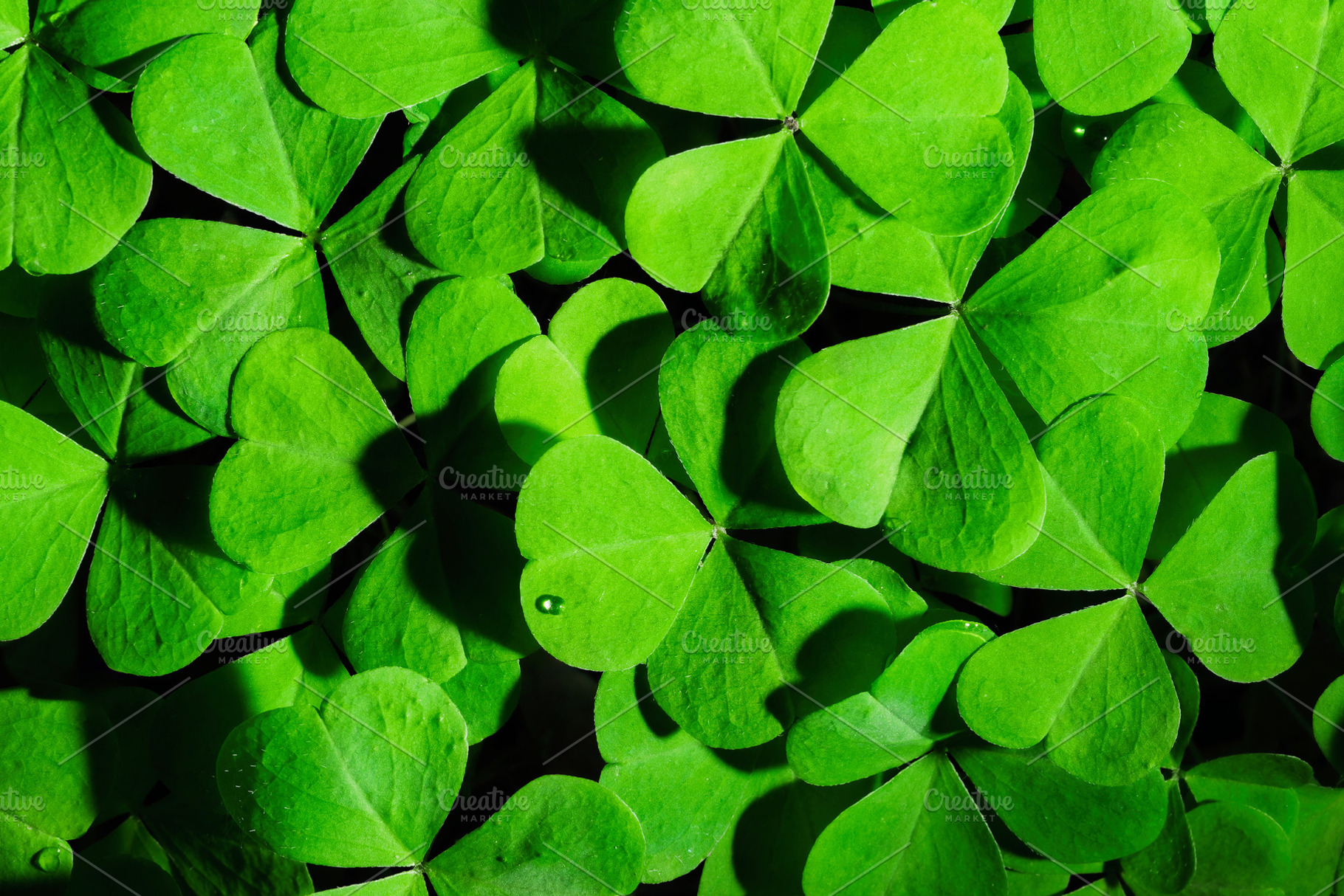 Green clover leaves illuminated by bright sunlight. Fresh shamrock foliage back, a Nature Photo by Eugene_Photo