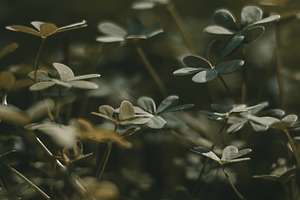 Clovers