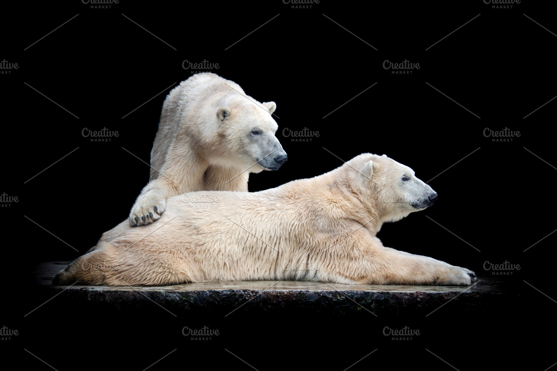 Polar white bear isolated on black background, an Animal Photo by Byrdyak