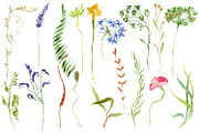 Nature Collection watercolour flower, a Decorative Illustration by ElenazlataArt (Thumbnail 3 of 8)