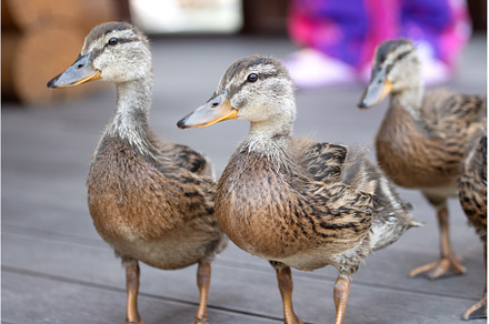 young mallards in the city park