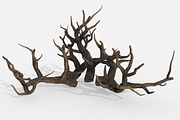 Aquarium Snag Banches V1, an Environmental 3D Model by AndrewWhite (Thumbnail 2 of 8)