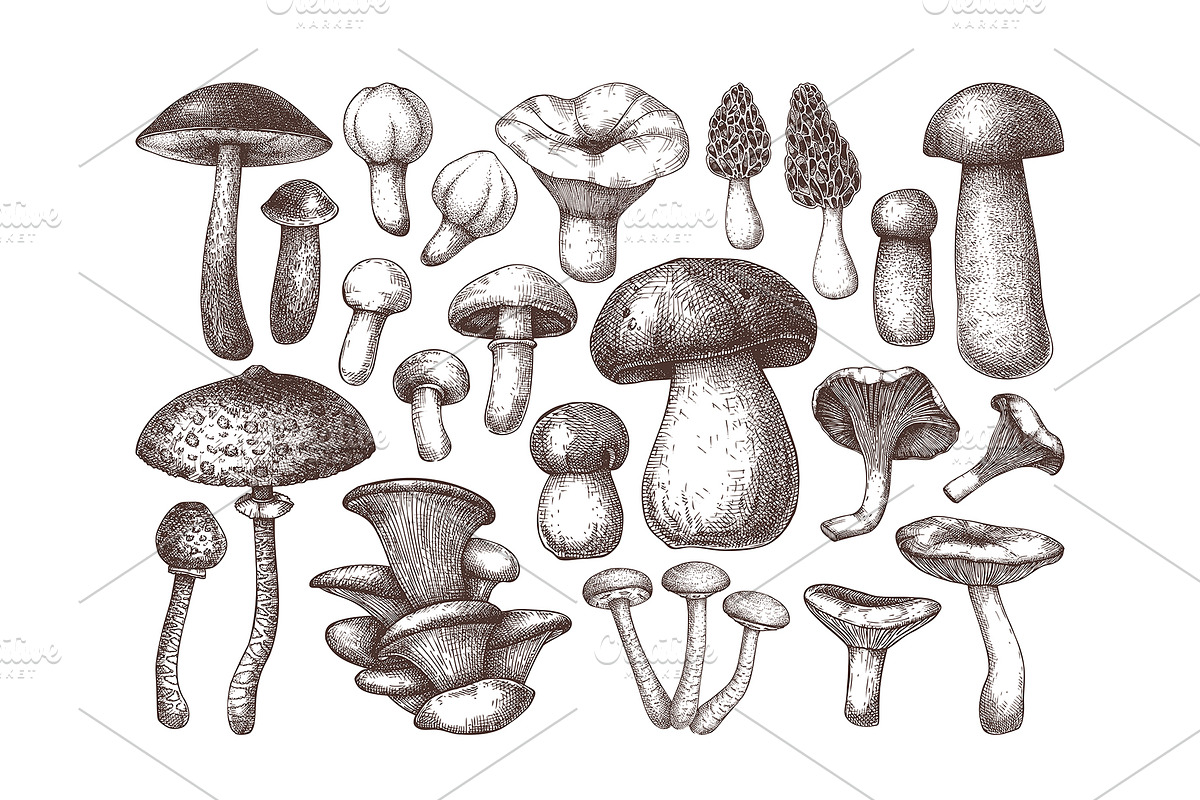 Vector Mushroom Sketches Set, a Seasonal Illustration by Yevheniia (Photo 3 of 7)