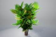 Pinanga coronata, an Environmental 3D Model by AndrewWhite (Thumbnail 14 of 25)