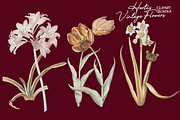 Hortus Vintage Flowers Cliparts, a Decorative Illustration by Lilithcollageart (Thumbnail 8 of 12)