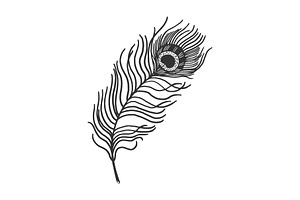 Peacock Feather Sketch Vector