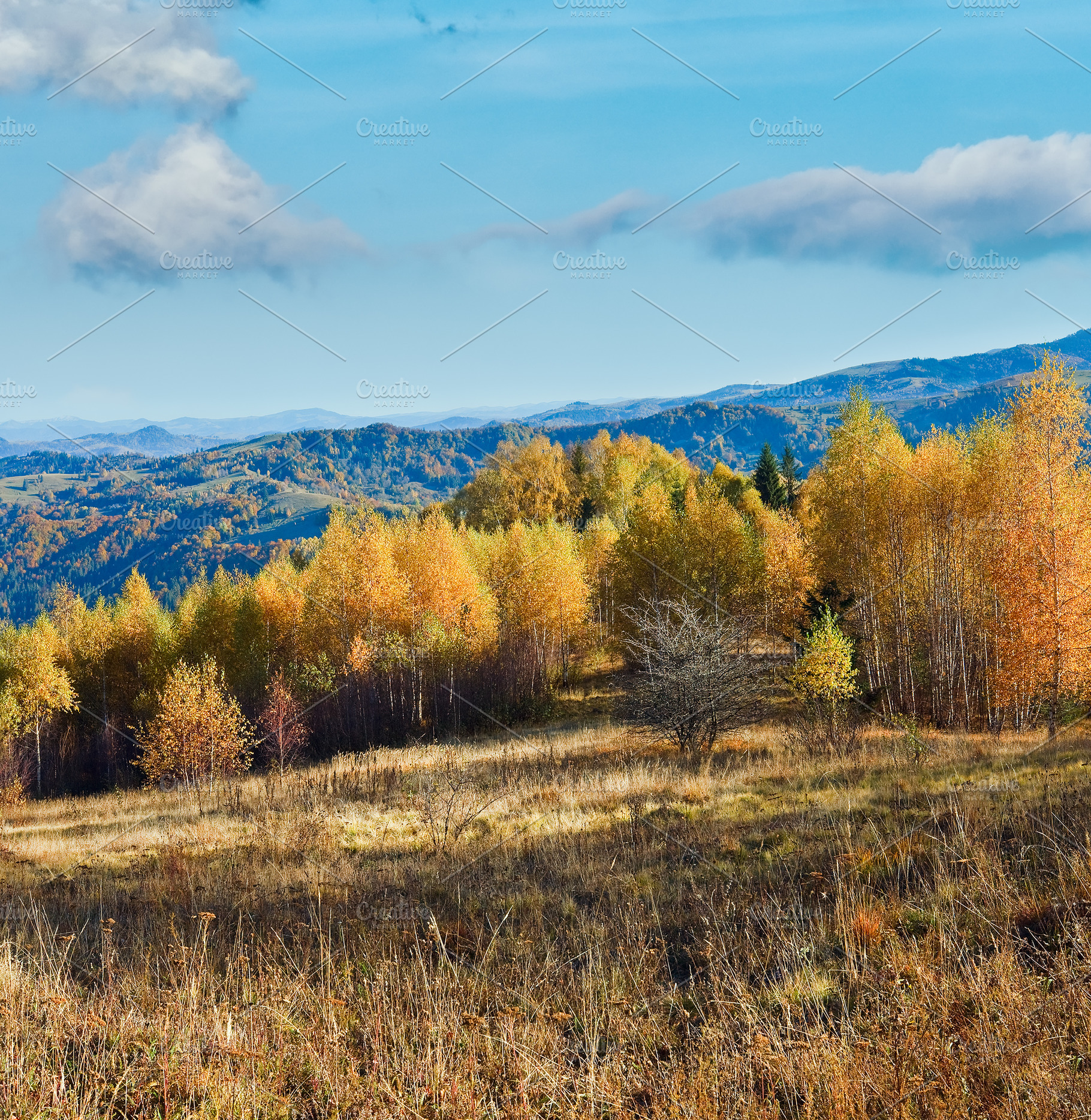 Autumn mountain forest, a Nature Photo by YuriyB