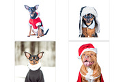 Winter Dog, Christmas Mood, an Animal Photo by WildStrawberry Magic (Thumbnail 9 of 11)