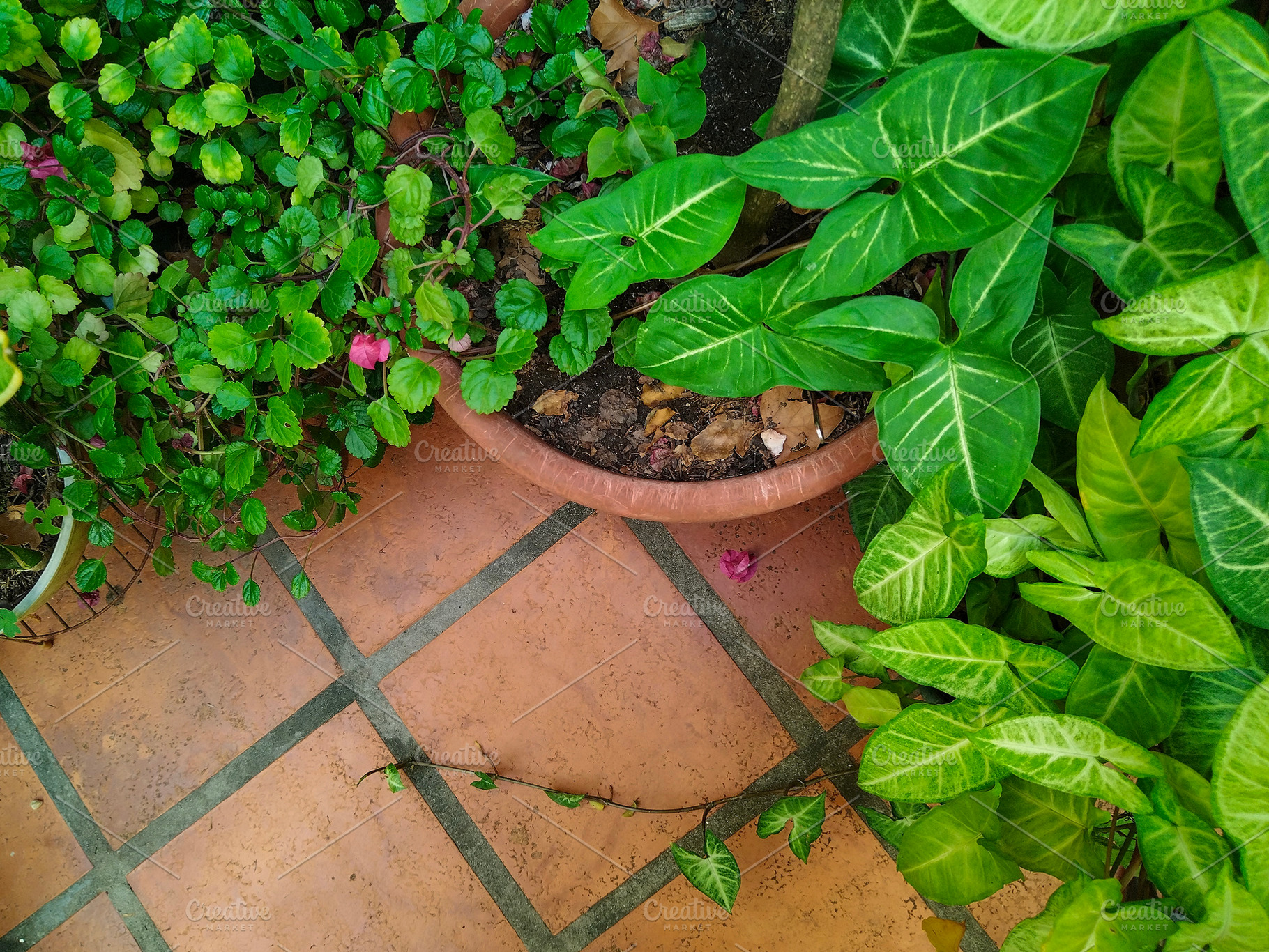 Potted green plant on a terracotta tile patio, a Nature Photo by DanFLCreativo