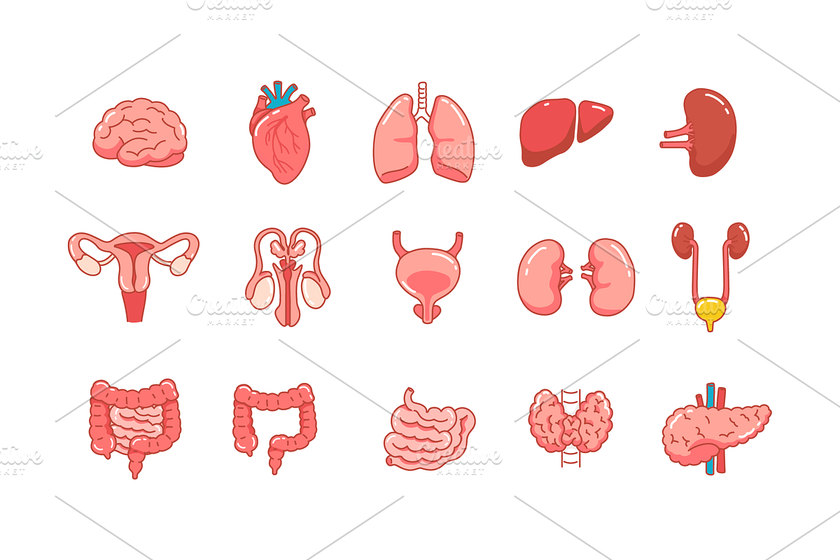 Human Organs Icon Set, an Outline Icon by Sinando Studio (Photo 3 of 3)