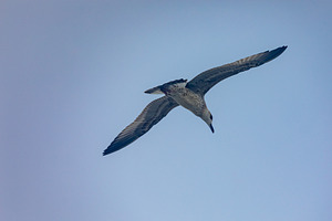 A seagull glides gracefully against a clear, pale blue sky, captured in mid-fli, an Animal Photo by Ales Munt