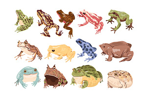 Cartoon frog toads. Exotic frogs and, an Animal Illustration by Stock-Smart-Start