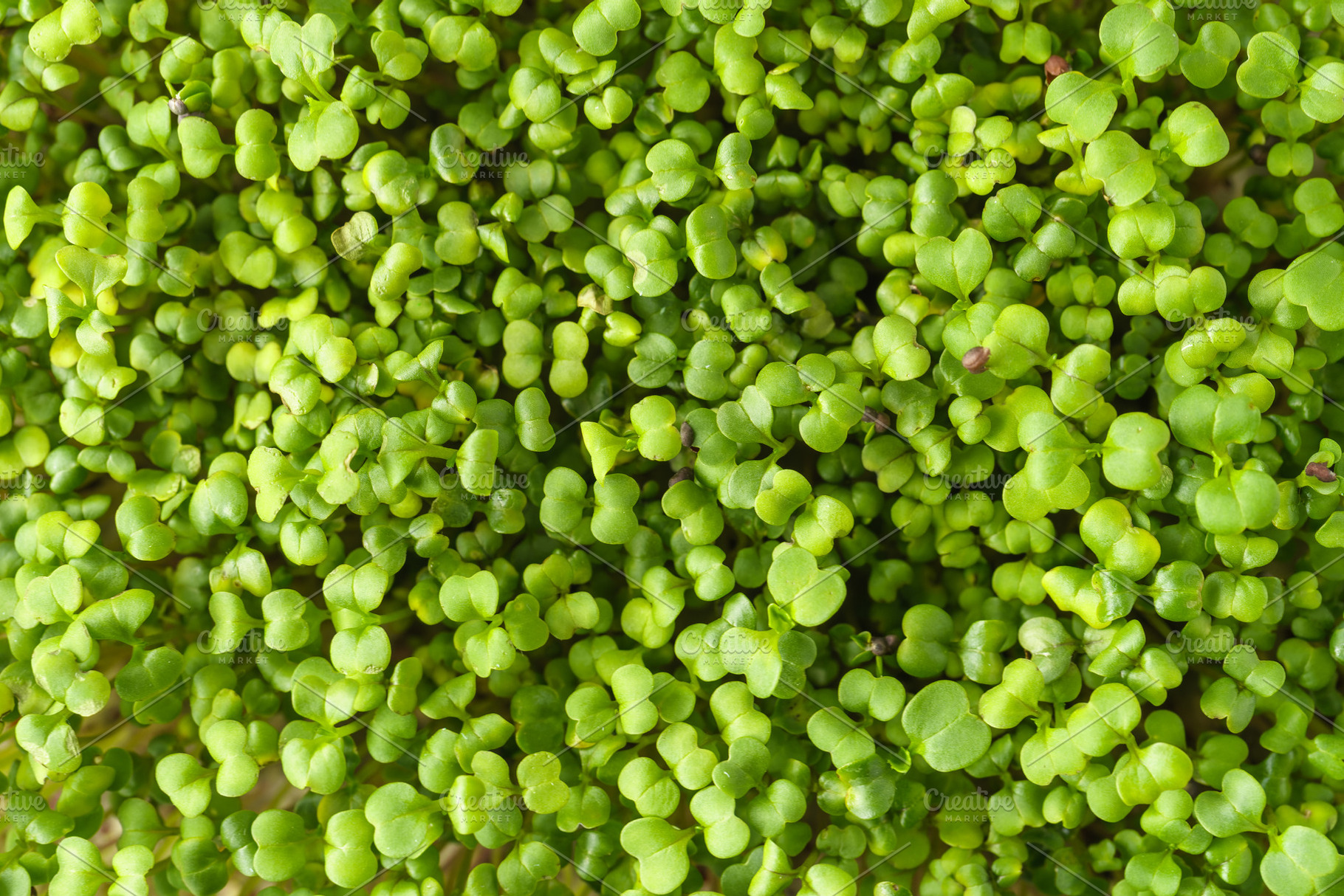 Close up of fresh green broccoli microgreen plant with many bright sprout. Heal, a Food & Drink Photo by Eugene_Photo