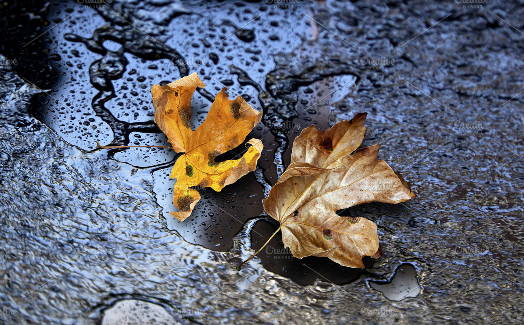 dry maple leaves on wet road - backg