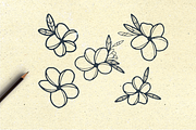 Hand Drawn Plumeria, an Illustration by By Kerri Ann (Thumbnail 2 of 2)