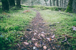 Path in the woods.