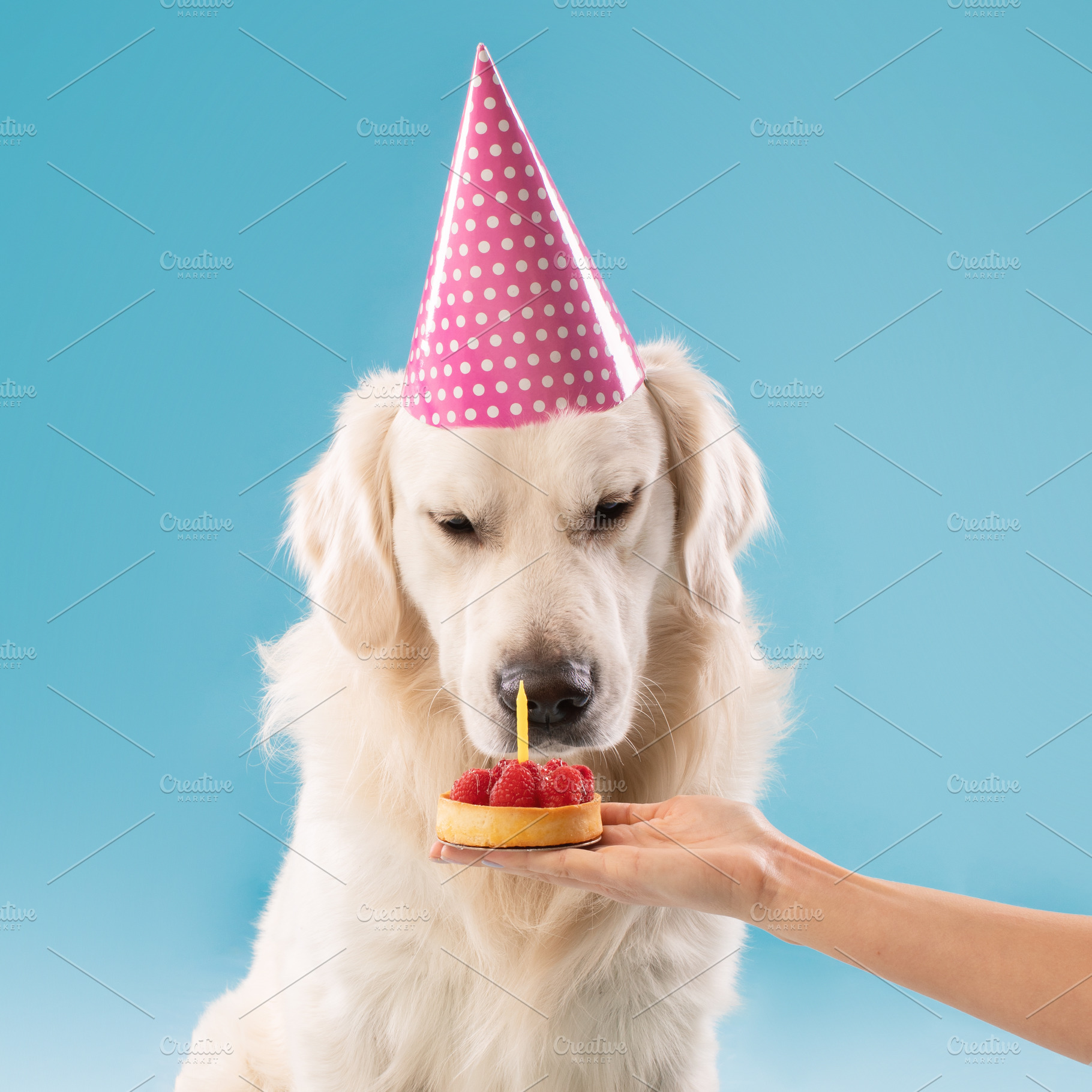 Cute golden retriever dog in party hat celebrating birthday, female owner givin, a Photo by Prostock-Studio
