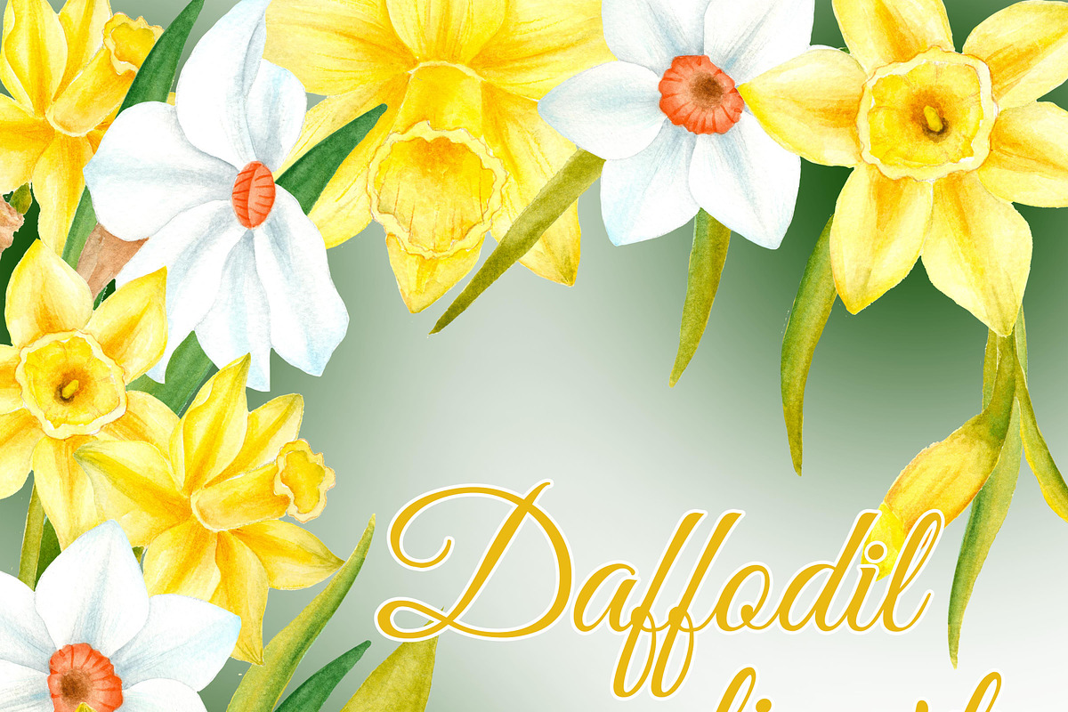 Watercolor daffodil flowers, an Illustration by DarinaDigital (Photo 1 of 4)