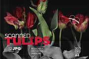 Scanned Tulip Photocopies, a Graphic by Pásha (Thumbnail 1 of 5)