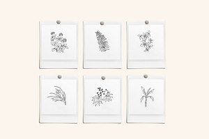 Botanical Sketchbook Vectors